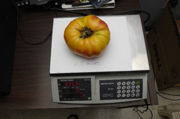 Dan's Monster Heirloom Tomato.jpg